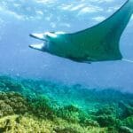 Snorkeling with Wild Manta Rays in Fiji
