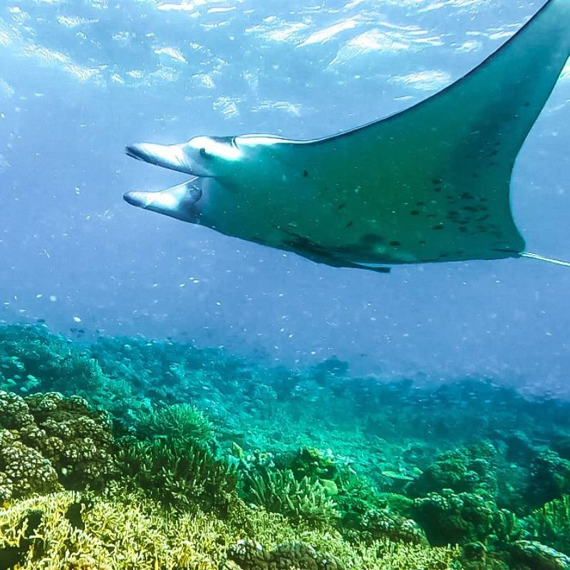 Snorkeling with Wild Manta Rays in Fiji