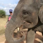 Surin Elephant Village, Thailand