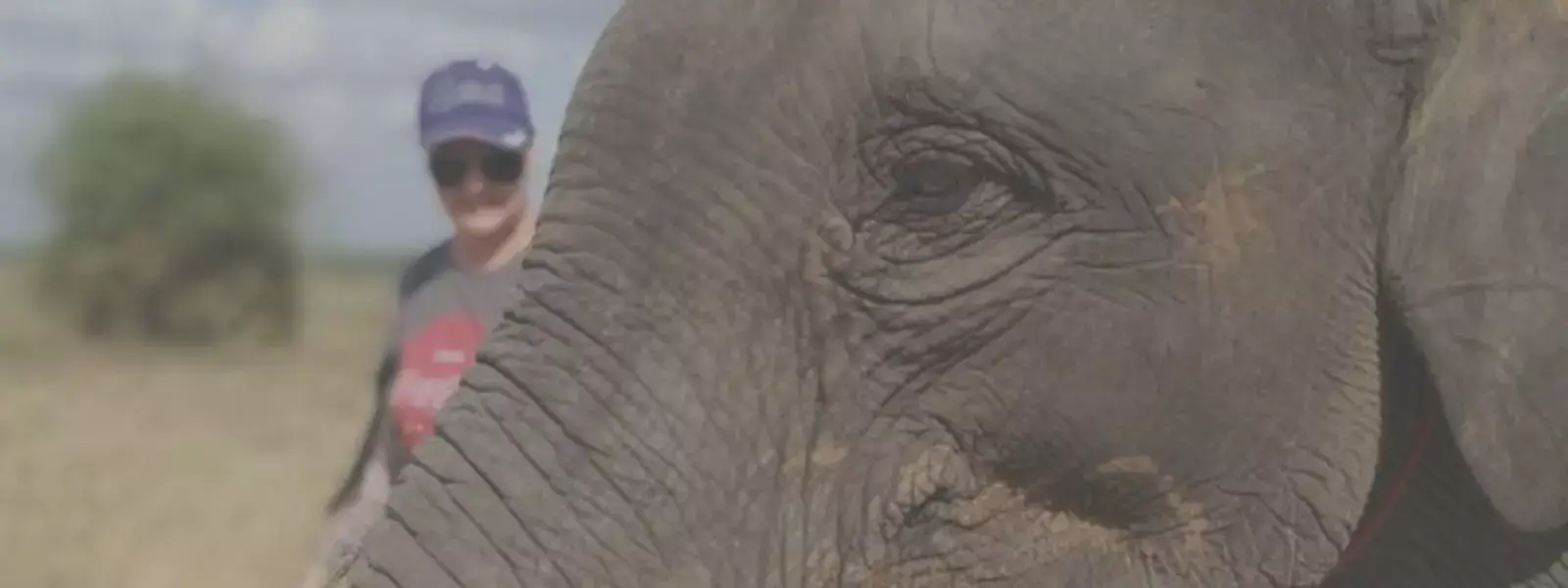 Surin Elephant Village, Thailand