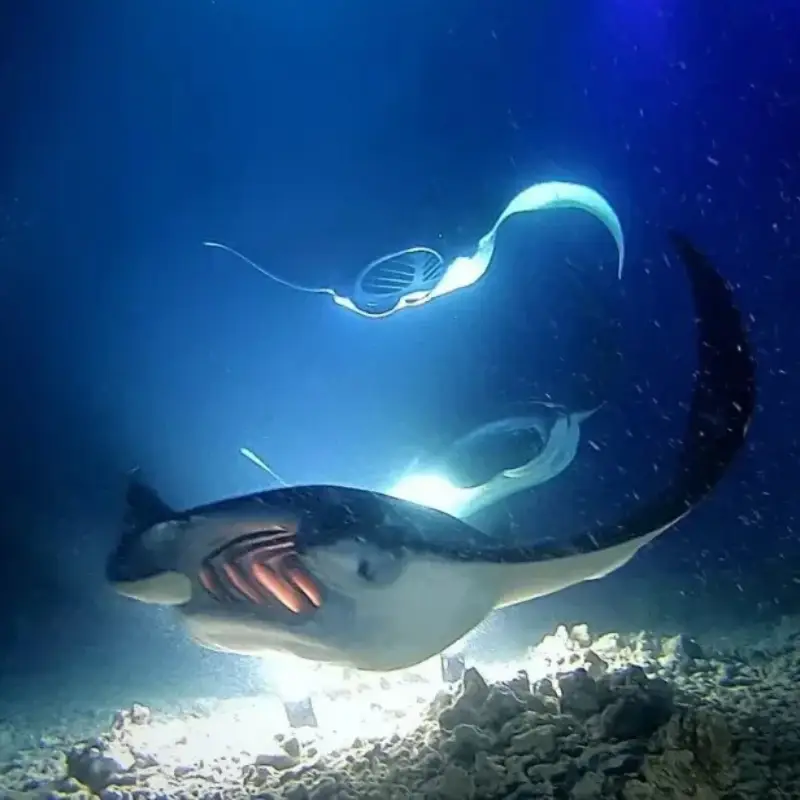 Scuba Diving with Manta Rays in Hawaii