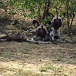 Monitoring African Painted Dogs in South Africa