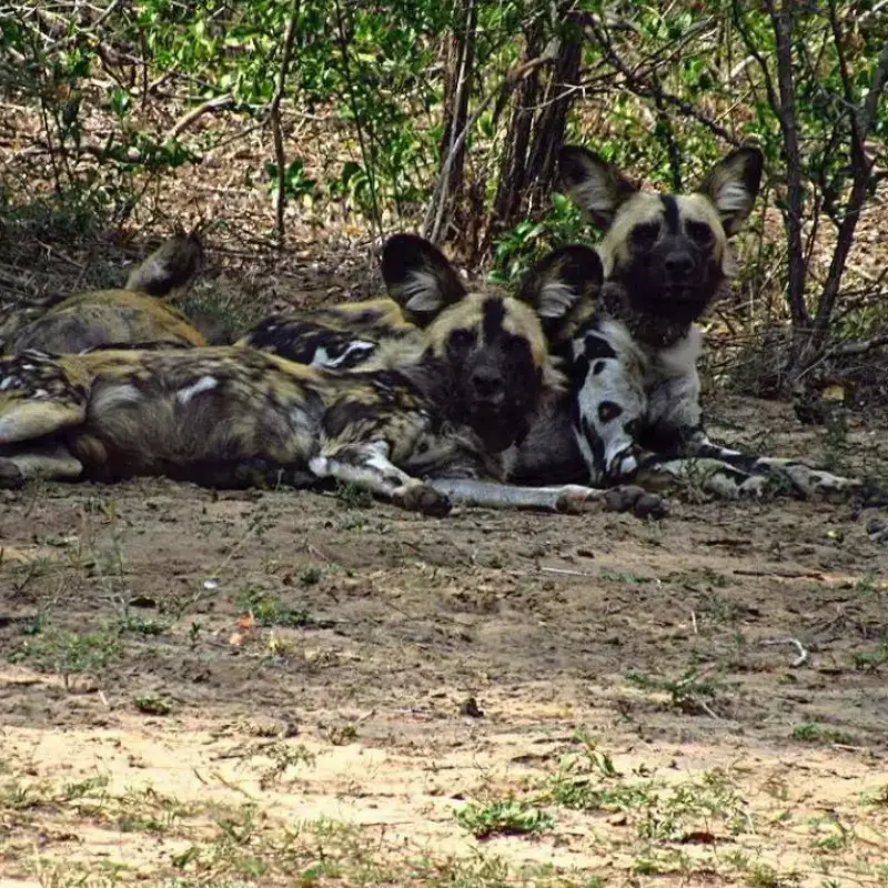 Monitoring African Painted Dogs in South Africa