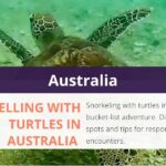 Snorkelling with Turtles in Australia 