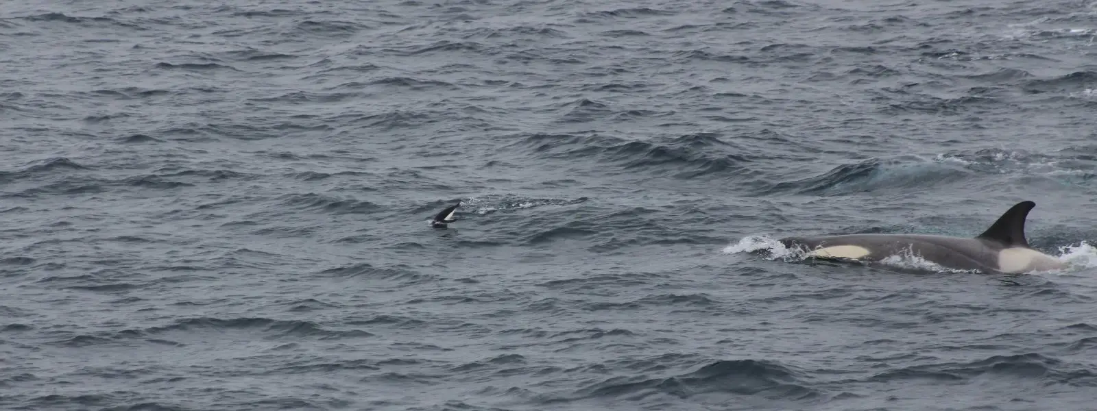 10 Cruel Animal Encounters to Avoid