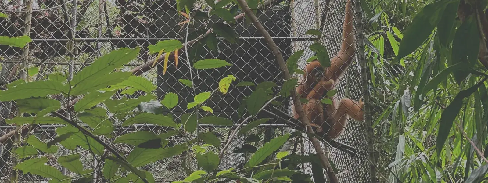 Visiting Gibbon Rehabilitation Project in Thailand