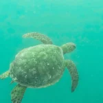 Turtle Sea Scooter Safari, Cook Islands