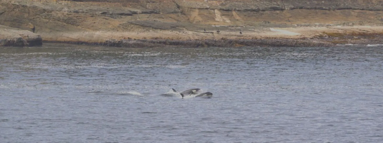 Orca Watching in Washington, USA