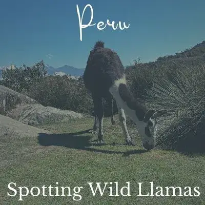 Spotting Wild llamas in Peru