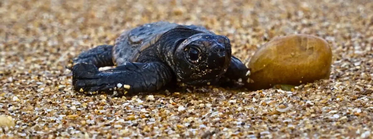 Seeing Sea Turtles Nesting and Hatchlings in Australia