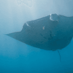 Underwater Manta Ray Spotting in Bali