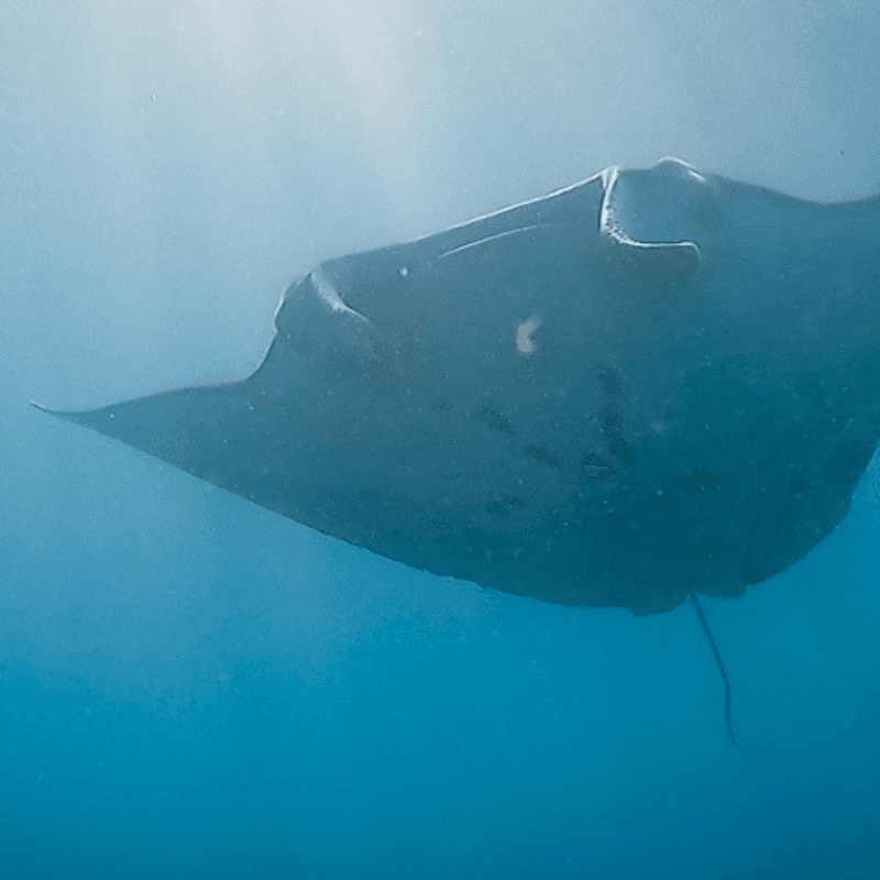 Underwater Manta Ray Spotting in Bali