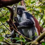 Spotting Red Colobus Monkeys in Zanzibar