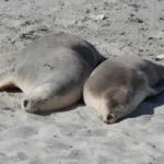 Seeing Wild Sea Lions in Australia