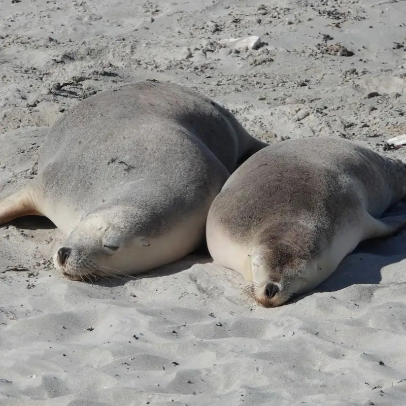 Seeing Wild Sea Lions in Australia