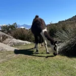 Spotting Llamas on the Inca Trail