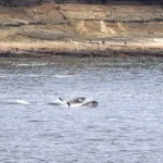Orca Watching in Washington, USA