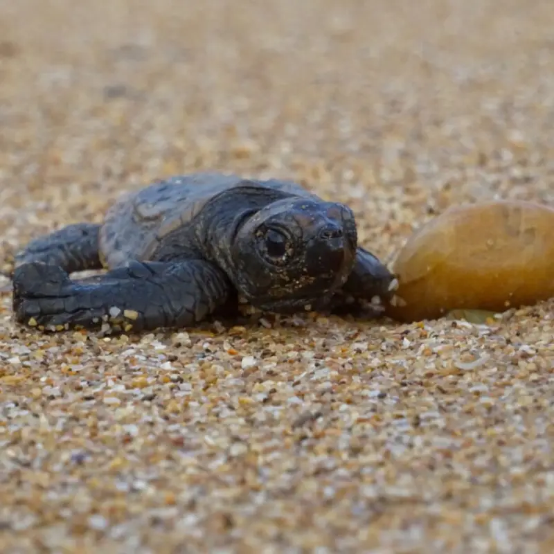 Seeing Sea Turtles Nesting and Hatchlings in Australia