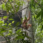 Visiting Gibbon Rehabilitation Project in Thailand