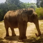 Visiting an Elephant Sanctuary in Thailand