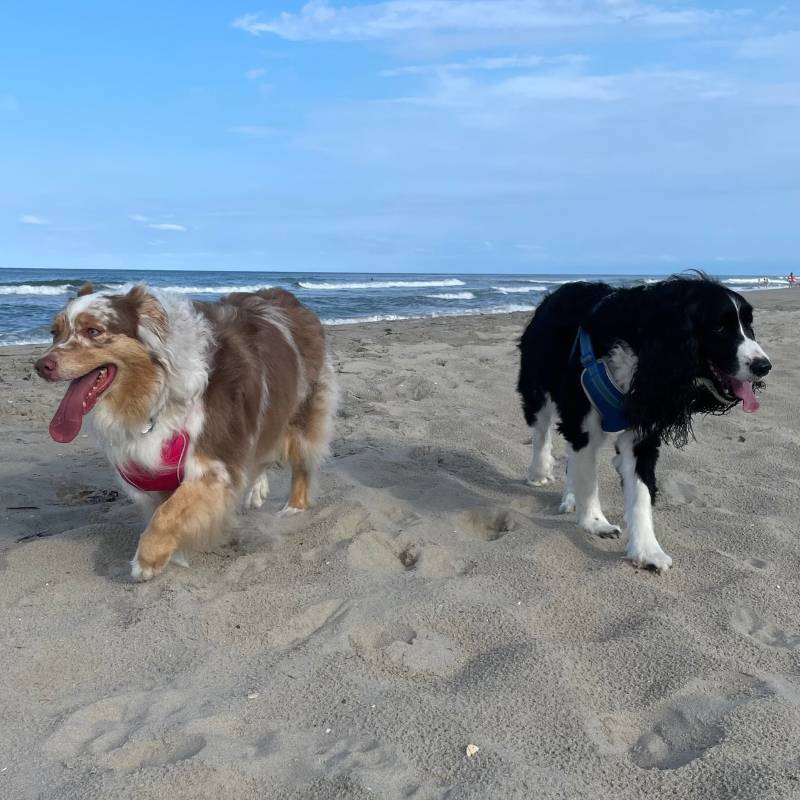 Volunteering with Dogs in Maui, Hawaii