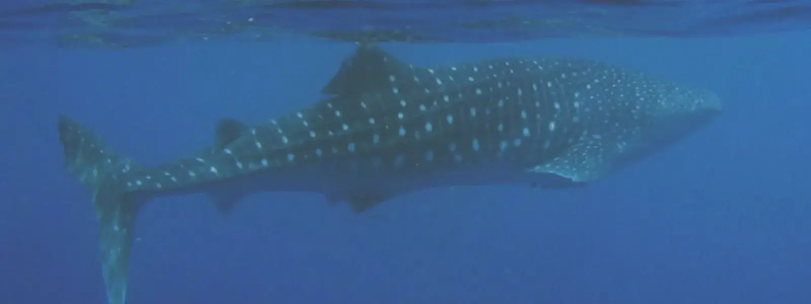 Swimming with Whales Sharks at Ningaloo Reef
