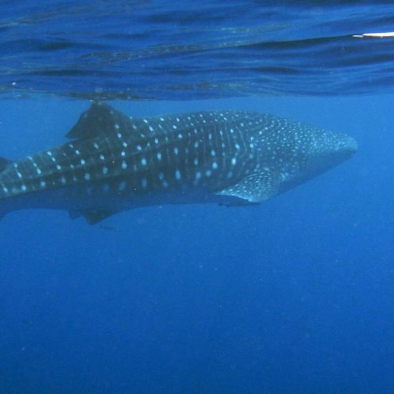 Swimming with Whales Sharks at Ningaloo Reef
