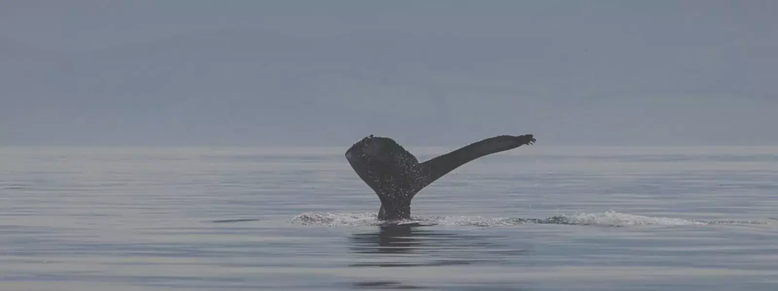 Whale Watching in Baja California, Mexico
