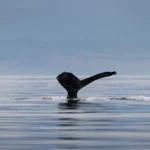 Whale Watching in Baja California, Mexico