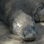 Seeing Komodo Dragons Up Close