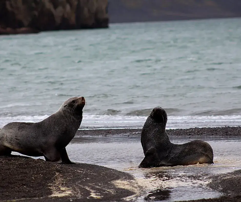 Seals on the beach in Antarctica. Quotes about Antarctica. 