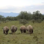 Should you visit Kenya or Tanzania for a Safari?