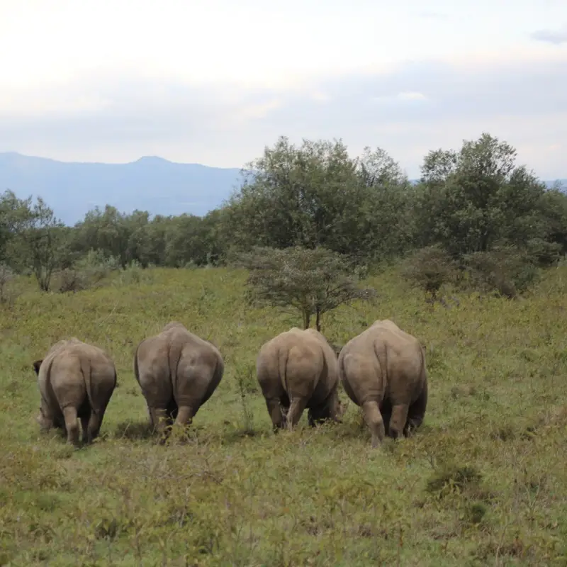 Should you visit Kenya or Tanzania for a Safari?