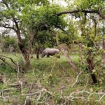Visit a Rhino Sanctuary