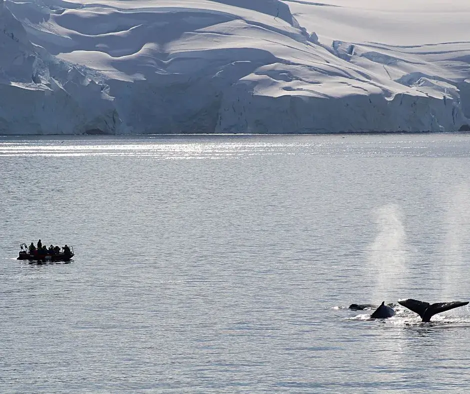 A zodiac boat getting close to three humpback whales. Quotes about Antarctica. 