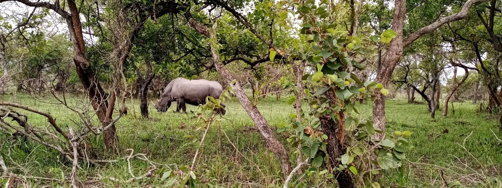 Visit a Rhino Sanctuary