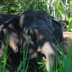 Sri Lanka Elephant Safari at Hurulu Eco Park