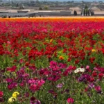 20+ Best Mother’s Day Trips in the U.S.