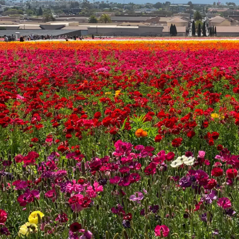 20+ Best Mother’s Day Trips in the U.S.