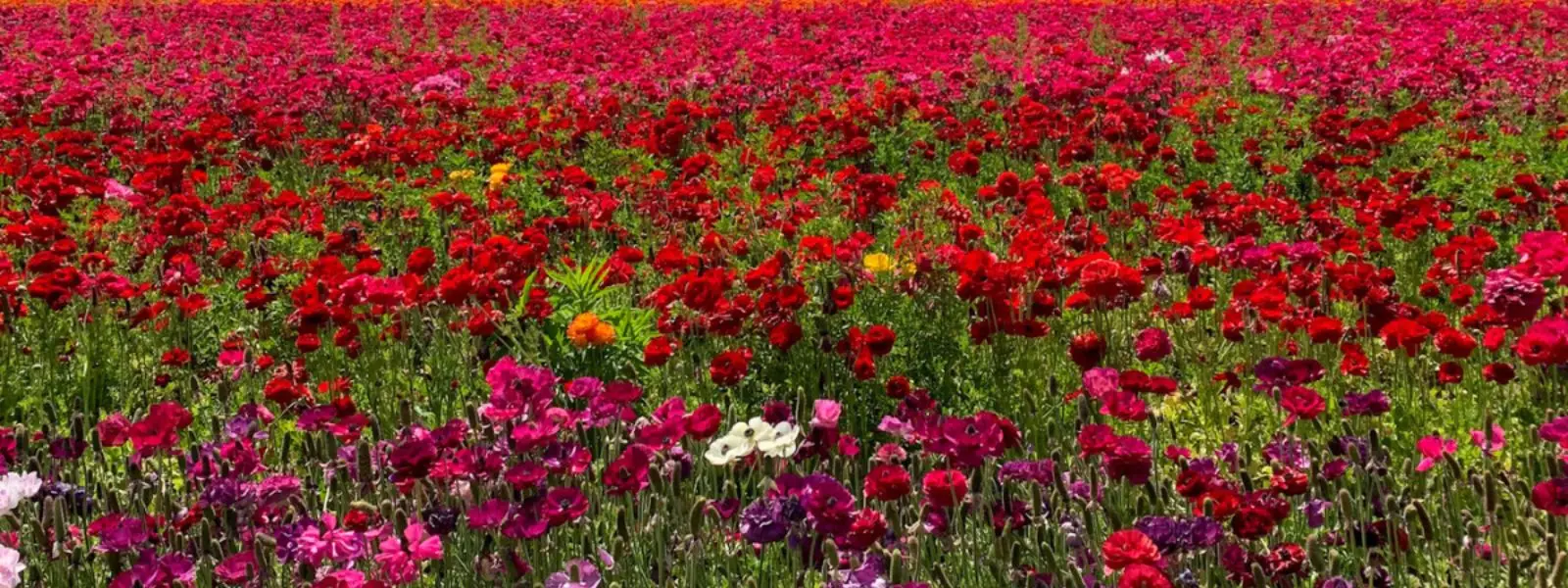 20+ Best Mother’s Day Trips in the U.S.