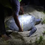 Selingan Island: Visit Borneo’s Sea Turtle Conservation