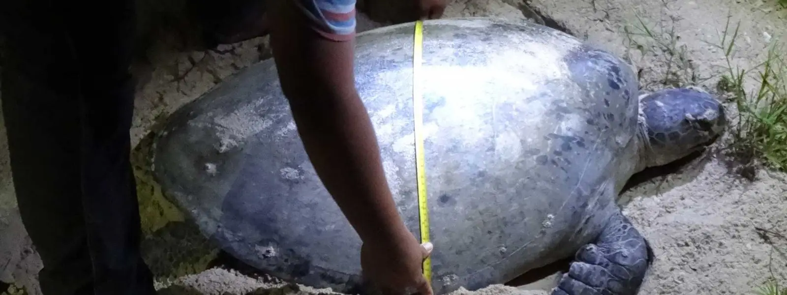 Selingan Island: Visit Borneo’s Sea Turtle Conservation