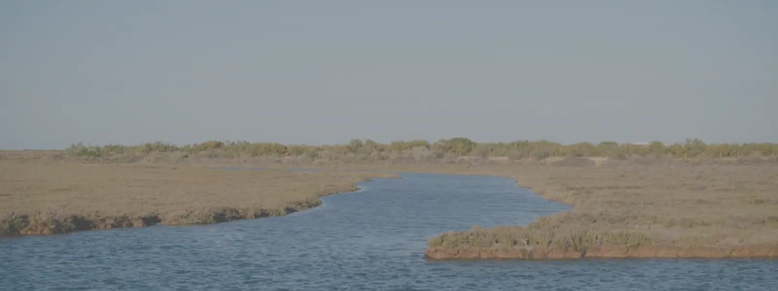 Bird Watching in Ria Formosa Natural Park, Portugal