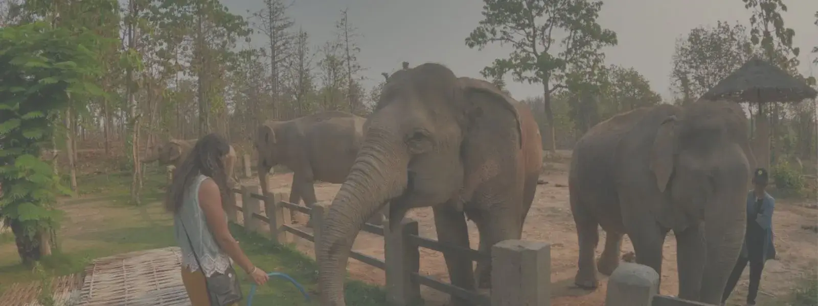 Visiting Maerim Elephant Sanctuary