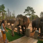 Visiting Maerim Elephant Sanctuary