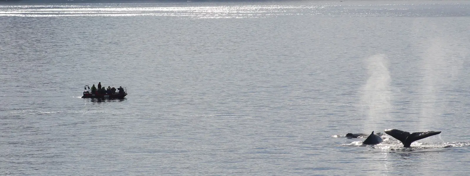 How Ethical Animal Tourism Benefits Nature & Wildlife