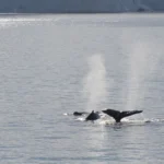 How Ethical Animal Tourism Benefits Nature & Wildlife