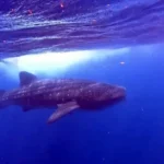 15 Important Things to Know About Whale Sharks (before swimming with them!)