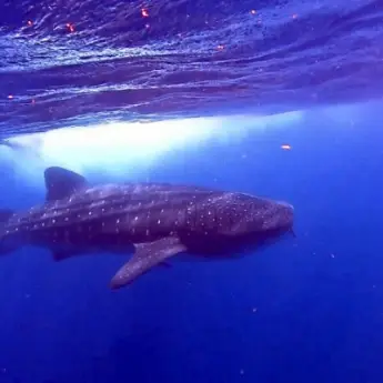 15 Important Things to Know About Whale Sharks (before swimming with them!)