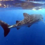 Best Tour for Snorkeling with Whale Sharks, Isla Mujeres, Mexico